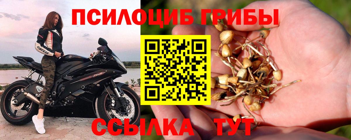 где купить наркоту  Псилоцибиновые грибы Psilocybine cubensis  Галлюциногенные грибы Psilocybine cubensis  Вход с VPN  Саяногорск 